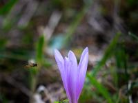 Schwebfliege bei Herbstzeitlose